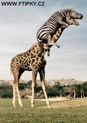 zebra na nozhledne