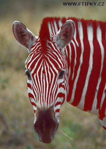 zebra s melirem
